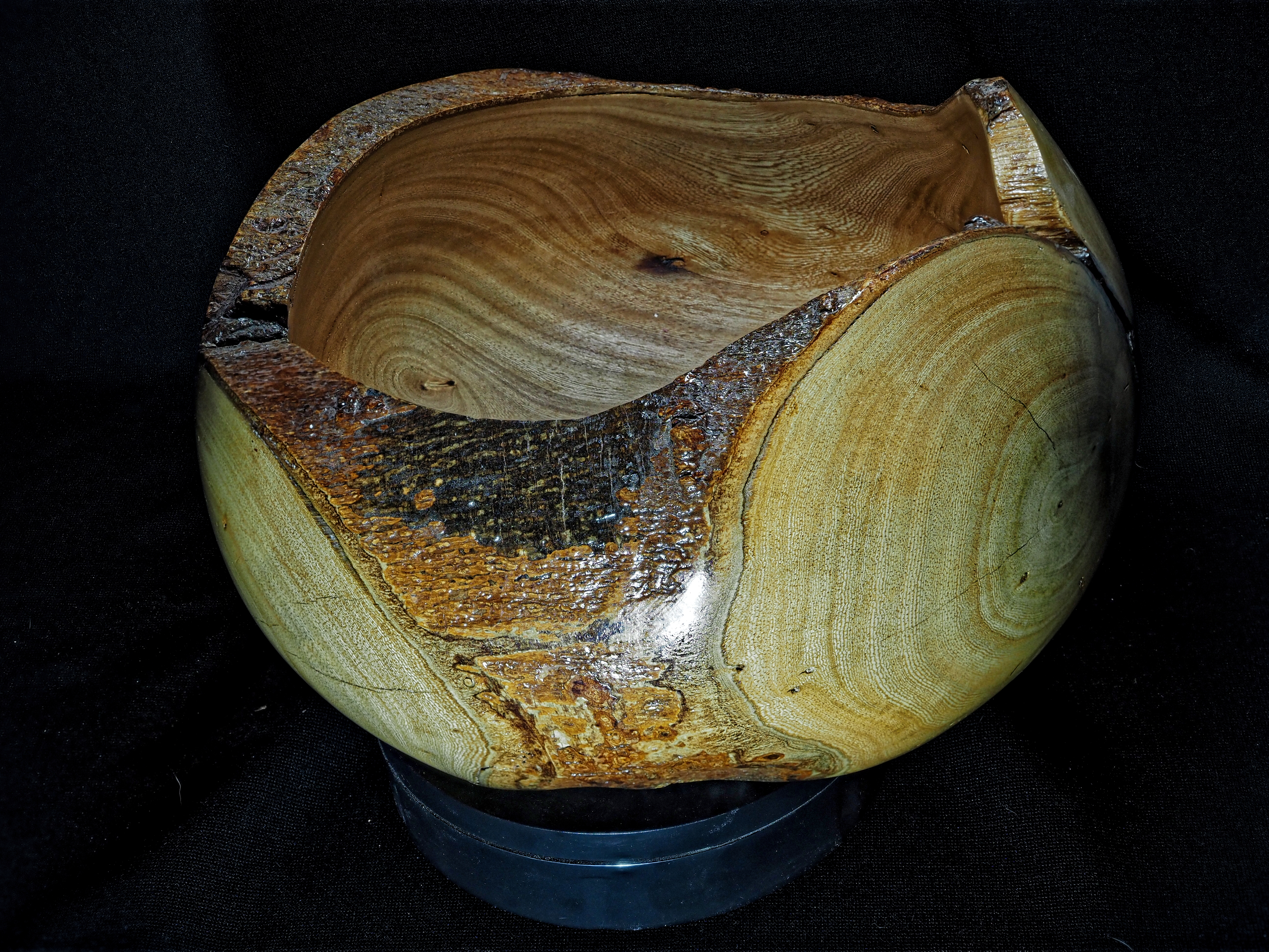 Ficus01c
