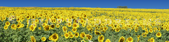 Sunflower Bookmark