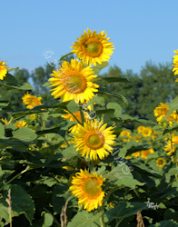 Sunflower Print - 4 of a kind