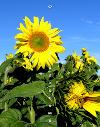 Sunflower Print - A Head Above