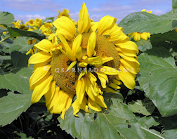 Sunflower Print - Bad Hair Day