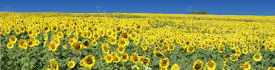 Sunflower Print - Barnesville Field