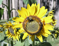 Sunflower Print - Big Bee