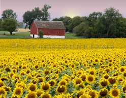 Sunflower Print - Brandon Barn