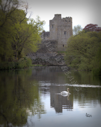 Cahir Castle with swan