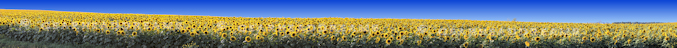 Sunflower Print - Grace City panorama