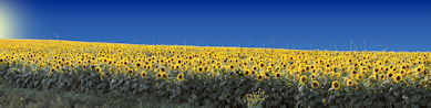 Sunflower Print - Grace City panorama