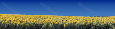 Sunflower Print - Grace City panorama