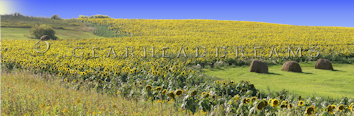 Sunflower Print - Hay Sunflowers