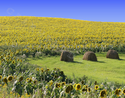 Sunflower Print - Hay sunflowers short