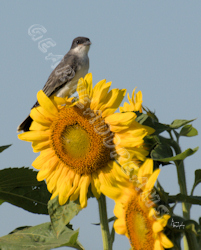 Sunflower Print - Kingbird