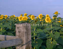 Sunflower Print - McKenzie Fence