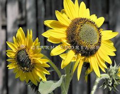 Sunflower Print - Me First