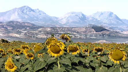 Sunflower Print - Mountain View