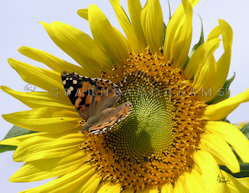 Sunflower Print - Painted Lady II