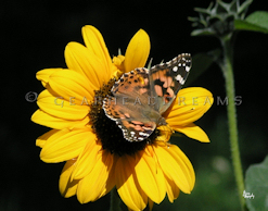 Sunflower Print - Painted Lady