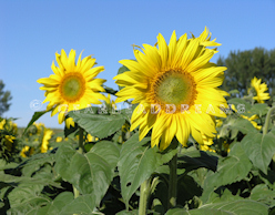 Sunflower print - Proud Sunflower