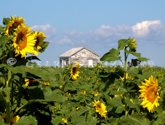 Sunflower Print - Settlers Shack