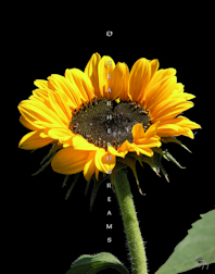 Sunflower Print - Soraya