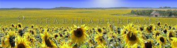 Sunflower Print - S.D. Barn