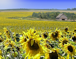 Sunflower Print - SD Barn (short)