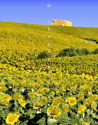 Sunflower Print - Spanish Hay Bale