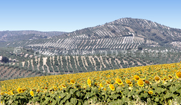 Sunflower Print - Spanish Field