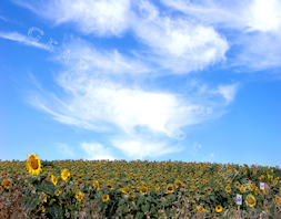Sunflower Print - Spanish Sky