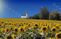 Sunflower Print - Sunflower Church