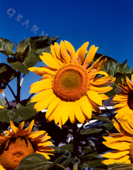 Sunflower Print - Sunflower Garden