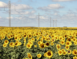 Sunflower Print - Hi-wire