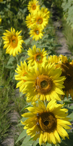 sunflower arrangement