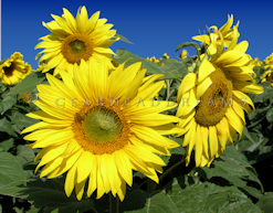 Sunflower Print - Trio