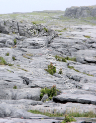 The Burrens