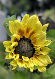 sunflower print - Waking Up