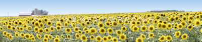 Sunflower Print - Wisconsin Farm